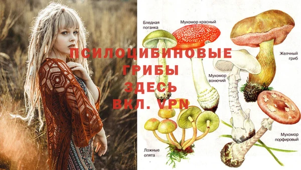 сатива Алексеевка