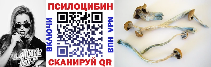 omg рабочий сайт  площадка какой сайт  Галлюциногенные грибы Psilocybe  Котельники 